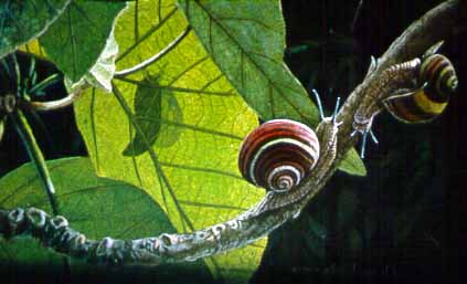 CPBvK – Cuban Painted Tree Snails © Carel Pieter Brest van Kempen