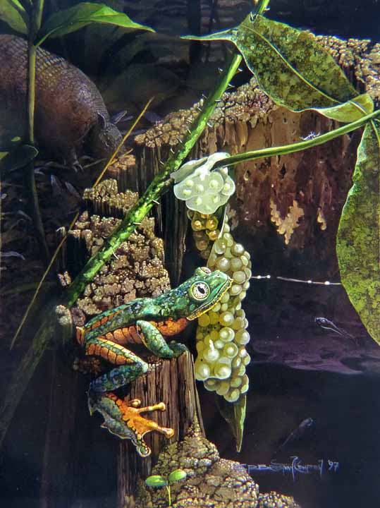 CPBvK – Frilled Leaf – Amazonian Frog © Carel Pieter Brest van Kempen