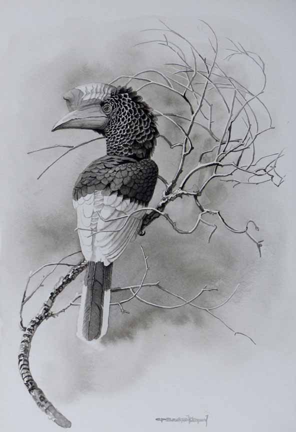 CPBvK – Gray-Cheeked Hornbill © Carel Pieter Brest van Kempen