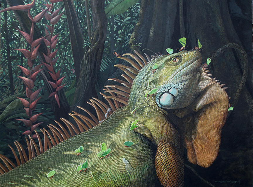 CPBvK – Green Iguana © Carel Pieter Brest van Kempen
