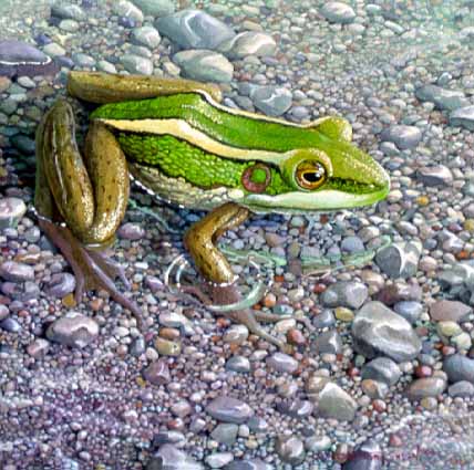 CPBvK – Green Paddy Frog © Carel Pieter Brest van Kempen