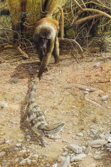 CPBvK – Gripping Tail–White-throated Monitor and Yellow Baboon © Carel Pieter Brest van Kempen