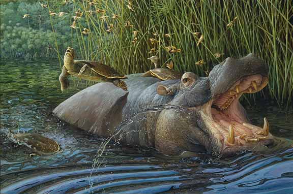 CPBvK – Hippopotamus and Nile Softshell Turtles © Carel Pieter Brest van Kempen