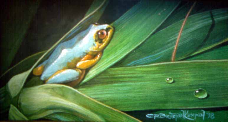 CPBvK – Madagascar Tree Frog © Carel Pieter Brest van Kempen
