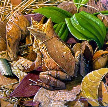 CPBvK – Malaysian Leaf Frog © Carel Pieter Brest van Kempen