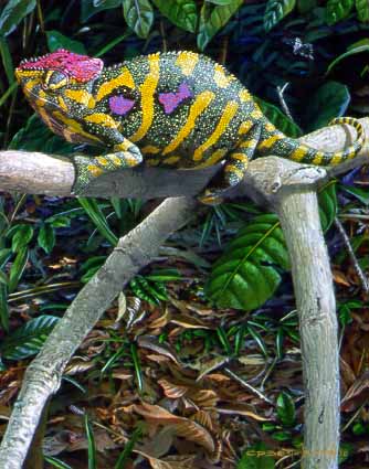 CPBvK – Minor Chameleon – Female © Carel Pieter Brest van Kempen