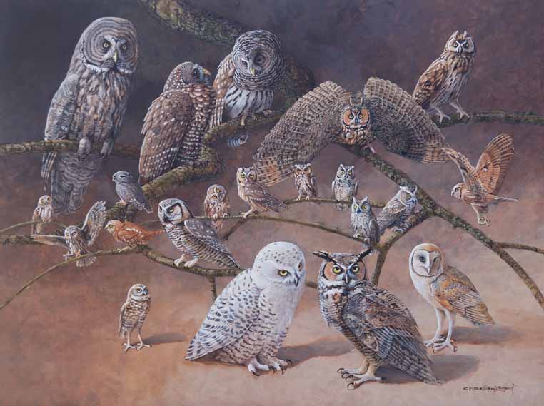 CPBvK – Owls of the USA and Canada © Carel Pieter Brest van Kempen (key available)