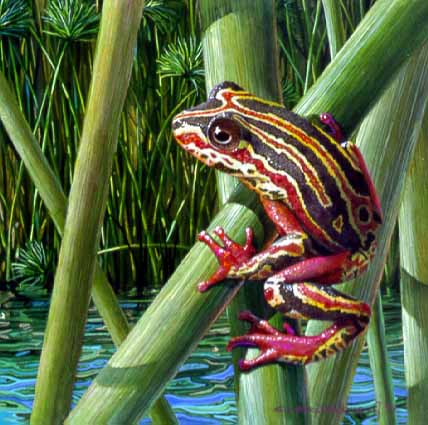 CPBvK – Painted Reed Frog © Carel Pieter Brest van Kempen