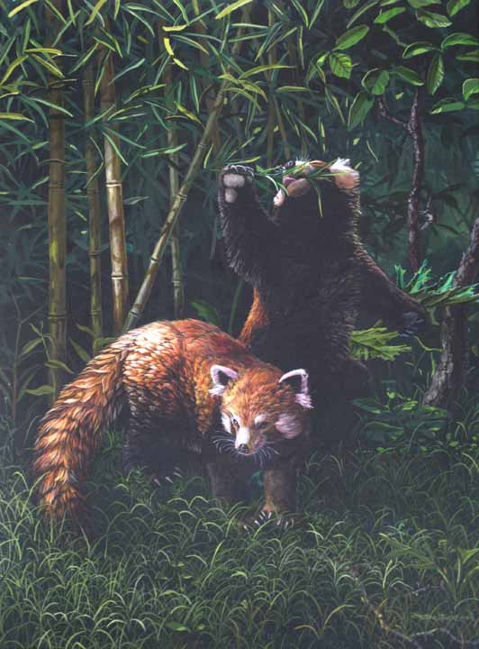 CPBvK – Red Pandas © Carel Pieter Brest van Kempen