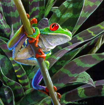 CPBvK – Red-eyed Leaf Frog © Carel Pieter Brest van Kempen