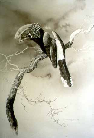 CPBvK – Silvery Cheeked Hornbill © Carel Pieter Brest van Kempen
