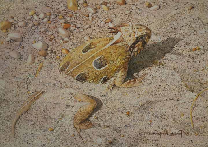 CPBvK – Texas Horned Lizard © Carel Pieter Brest van Kempen