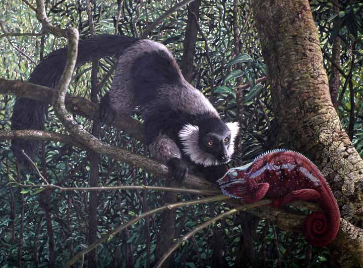 CPBvK – White Ruffed Lemur © Carel Pieter Brest van Kempen