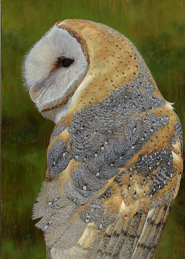 DK – Barn Owl Portrait © David Kiehm