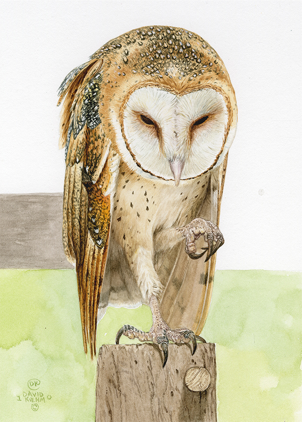 DK – Barn Owl Watching © David Kiehm