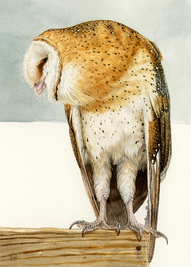 DK – Barn Owl © David Kiehm