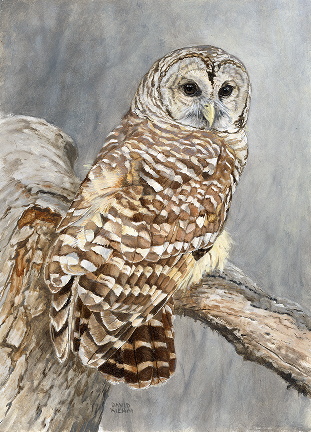 DK – Barred Owl 22-0430 © David Kiehm