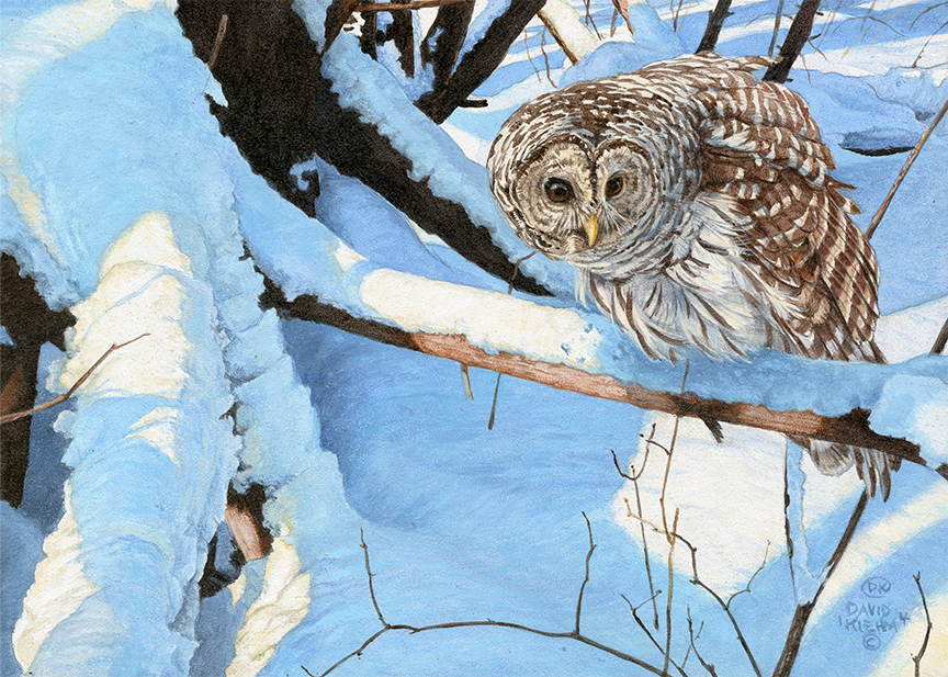 DK – Barred Owl II © David Kiehm