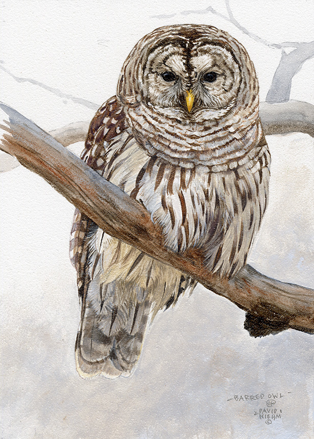 DK – Barred Owl Study II 21-0404 © David Kiehm