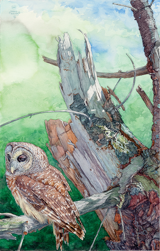 DK – Barred Owl © David Kiehm