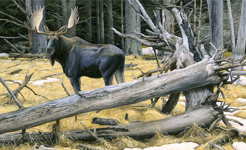 DK – Bull Moose © David Kiehm