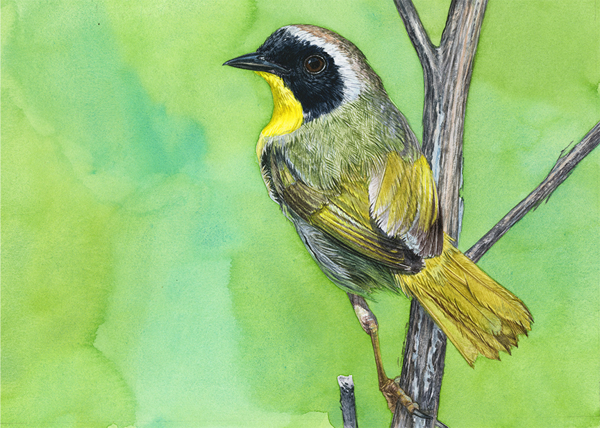 DK – Common Yellow-throat Warbler © David Kiehm