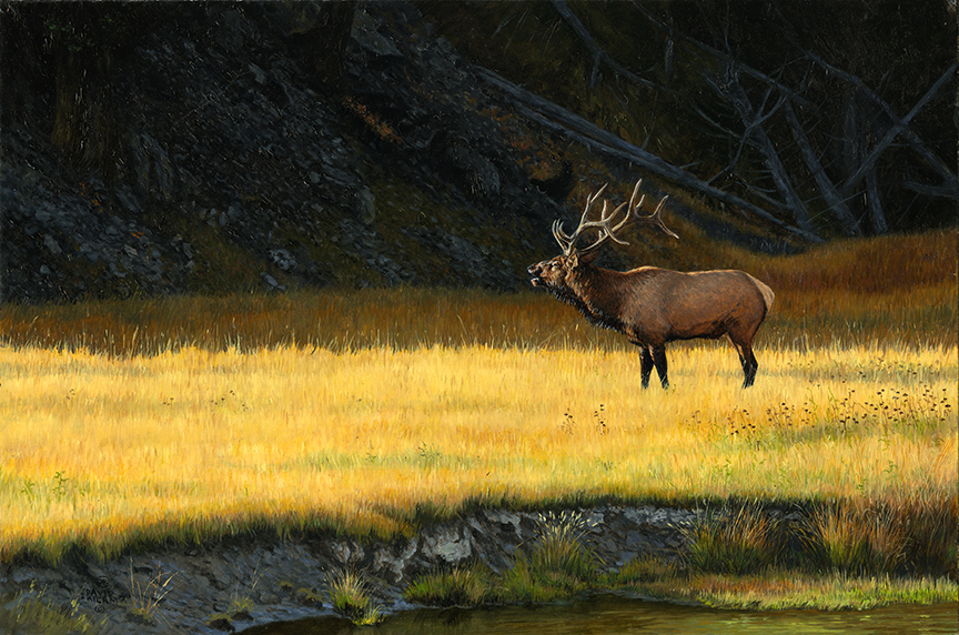 DK – Elk Call © David Kiehm