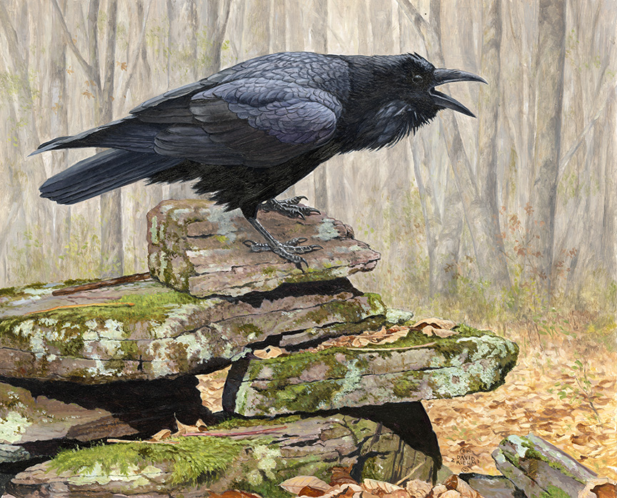 DK – Forest Raven 21-0416 © David Kiehm
