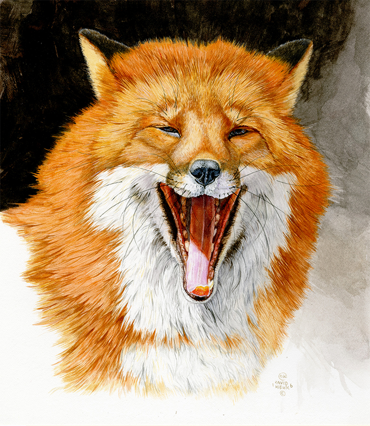 DK – Fox Portrait © David Kiehm