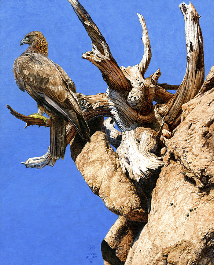 DK – Golden Eagle © David Kiehm