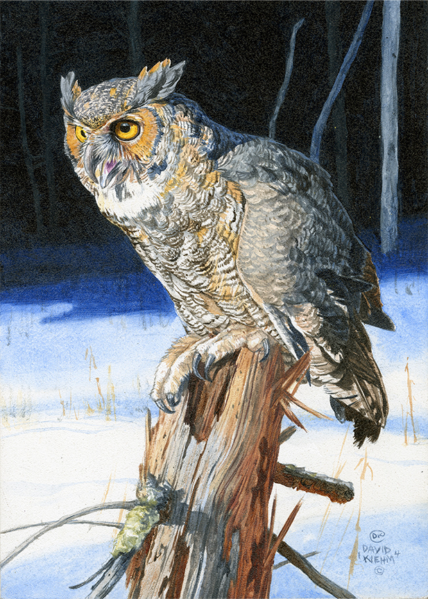 DK – Great-Horned Owl II © David Kiehm