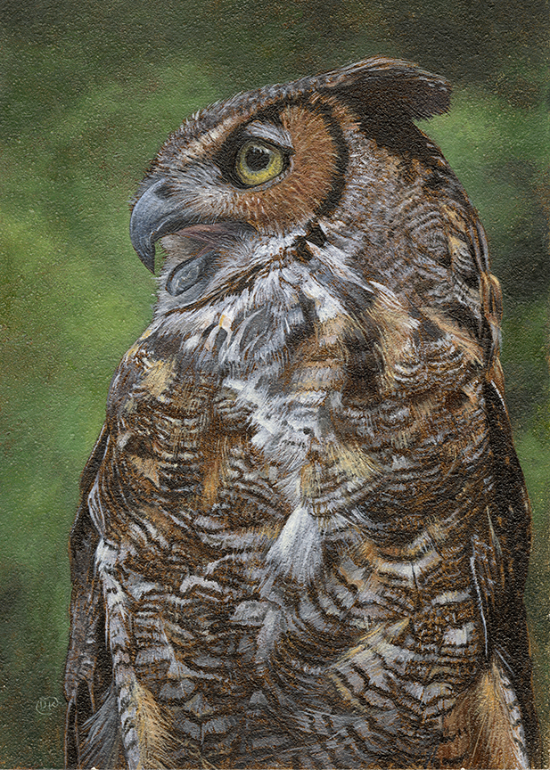DK – Great-Horned Owl Portrait © David Kiehm