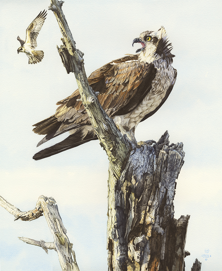 DK – Osprey © David Kiehm