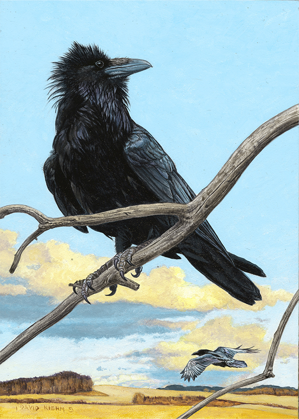 DK – Ravens © David Kiehm