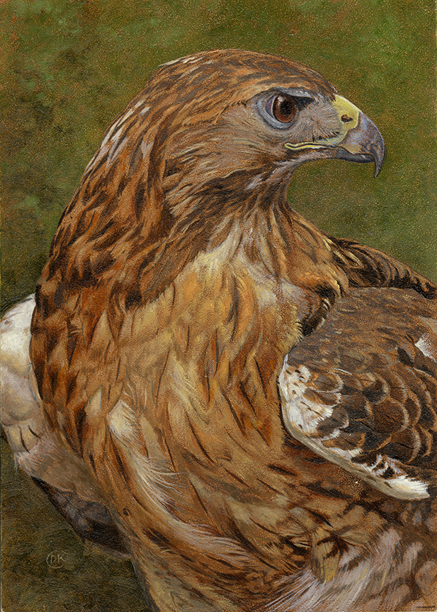 DK – Redtailed Hawk Portrait © David Kiehm (3)