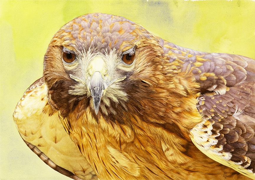 DK – Redtailed Hawk Portrait © David Kiehm