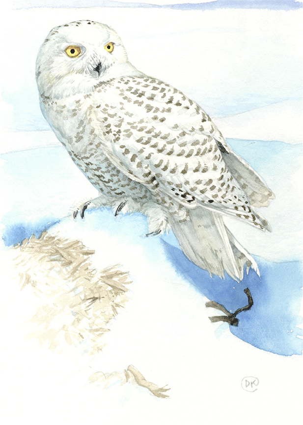 DK – Snowy Owl © David Kiehm (2)