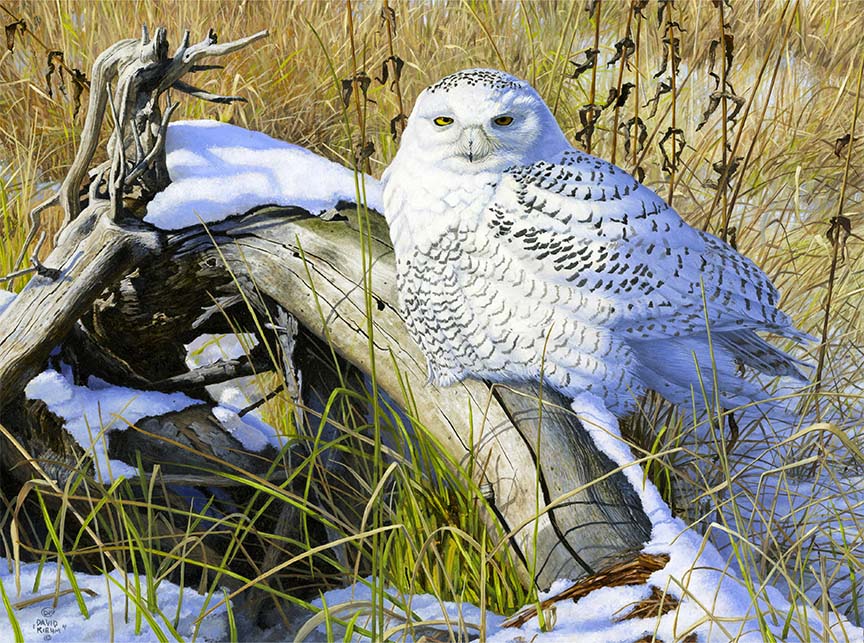 DK – Snowy Owl © David Kiehm