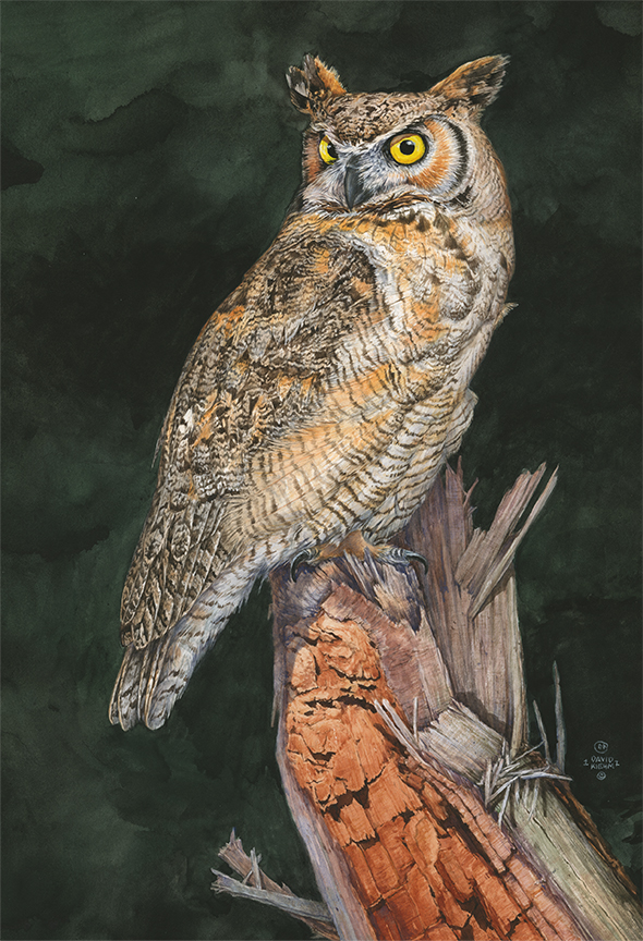 DK – Steady – Great Horned Owl © David Kiehm