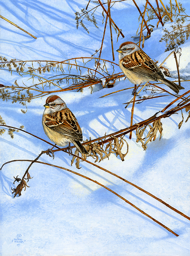 DK – Tree Sparrows © David Kiehm