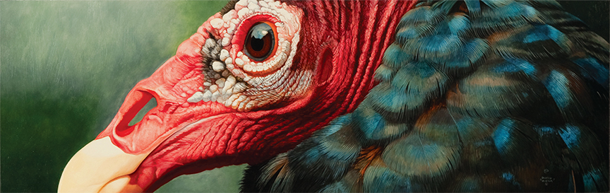 DK – Turkey Vulture Portrait © David Kiehm