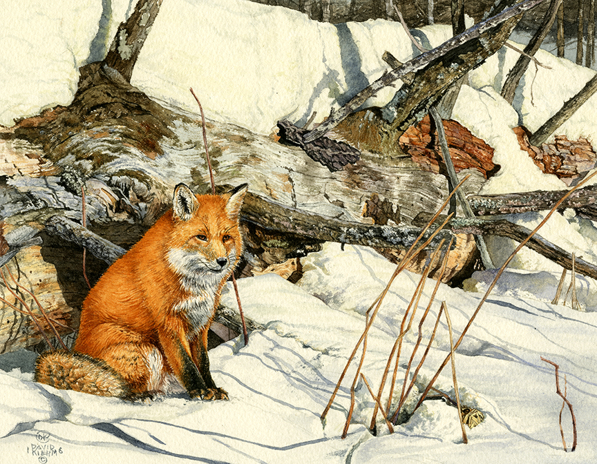 DK – Winter Fox © David Kiehm