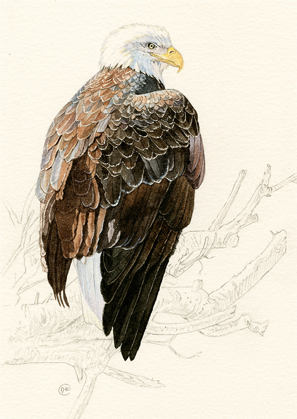 DK – zVignette – Bald Eagle Perch © David Kiehm