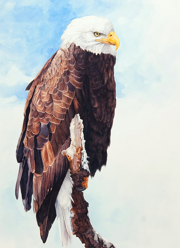 DK – zVignette – Bald Eagle © David Kiehm