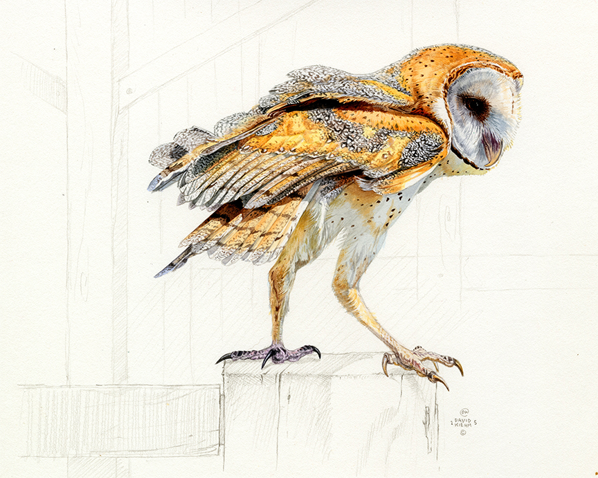 DK – zVignette – Barn Owl – Watercolor © David Kiehm