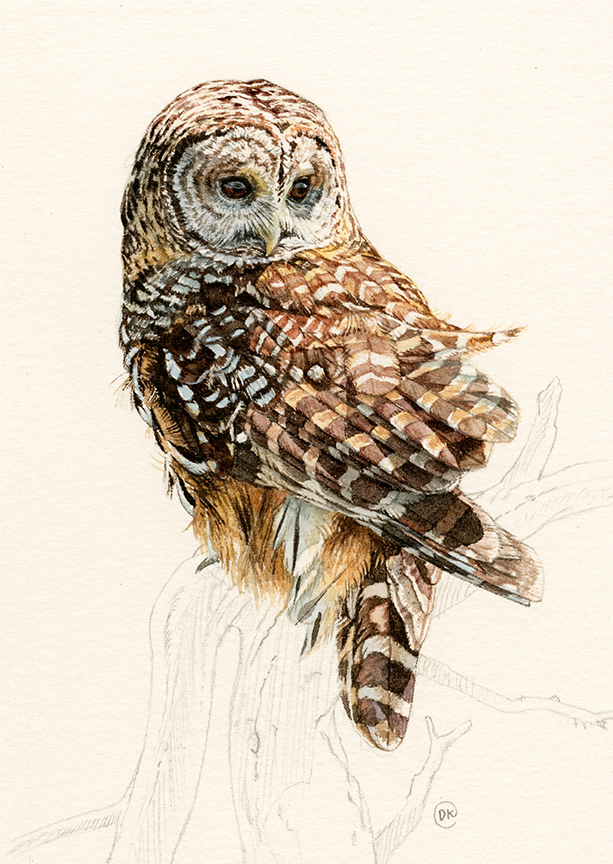 DK – zVignette – Barred Owl Glance © David Kiehm