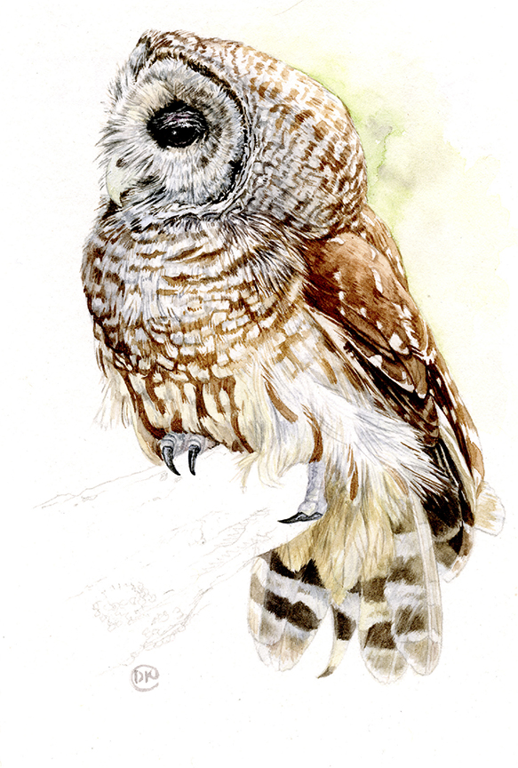 DK – zVignette – Barred Owl © David Kiehm (2)