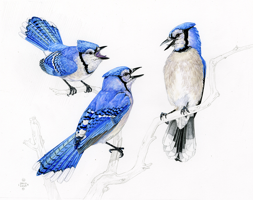 DK – zVignette – Blue Jay Study © David Kiehm