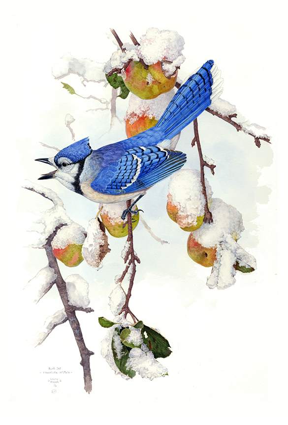 DK – zVignette – Blue Jay with Apples © David Kiehm