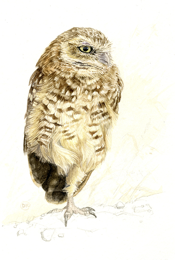 DK – zVignette – Burrowing Owl © David Kiehm